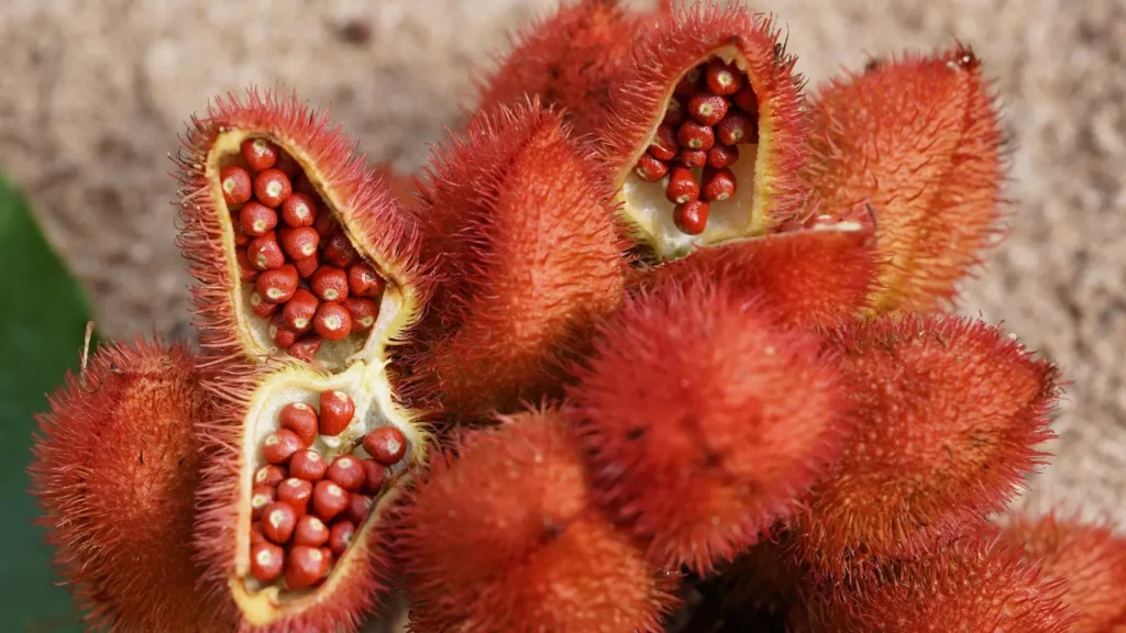 What Is Annatto